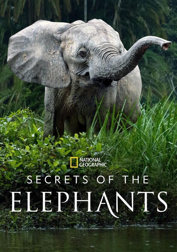 Secrets of the Elephants - Season 1