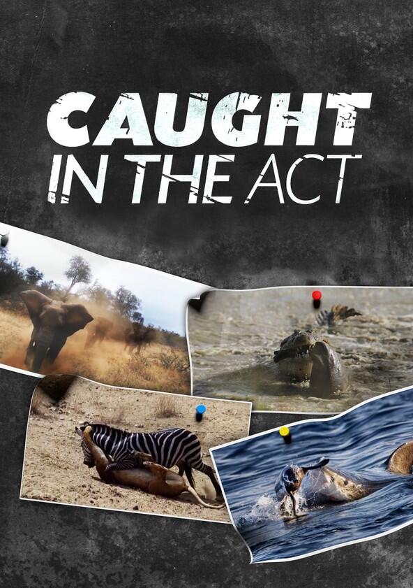 Caught in the Act - Season 1