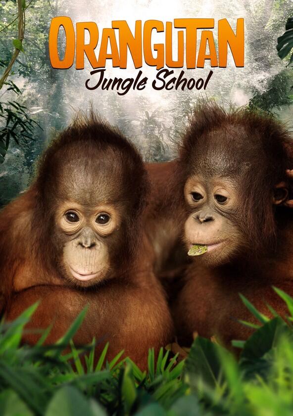 Orangutan Jungle School - Season 2