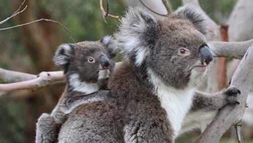 Koala Forest