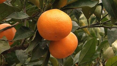 Mikan: Japan's Favorite Citrus Fruit