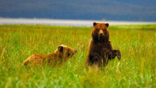 Fortress of the Bears