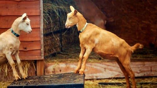 Edenbridge and Oxted - Goats and Cows