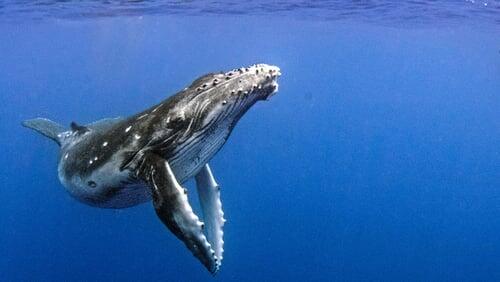 Humpback Whales: A Detective Story