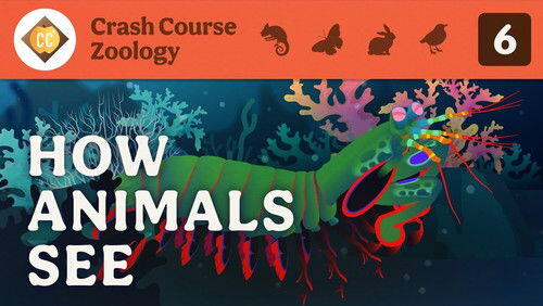 How Animals See How Animals See