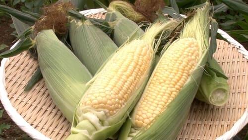 Corn