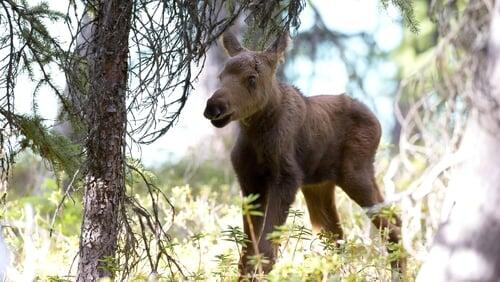 Moose: Life of a Twig Eater