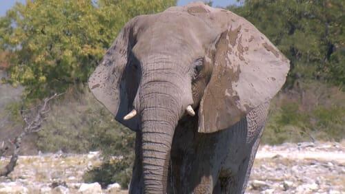 Vegetarian Giants of the Wild