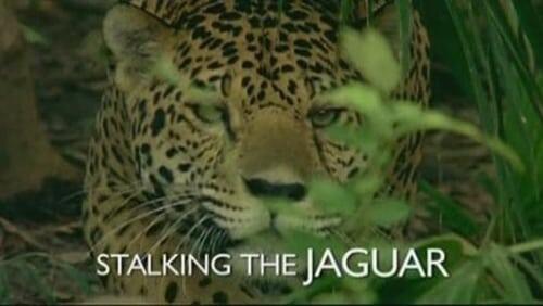 Stalking the Jaguar