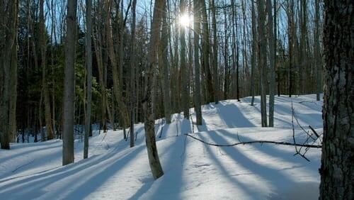 The Frozen Forest