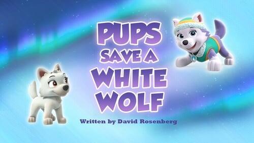 Pups Save a White Wolf