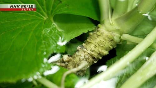 Through the Kitchen Window: The Wasabi Brothers - Finding the Spice of Life