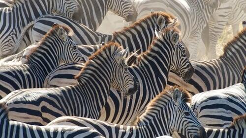 Great Zebra Exodus