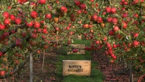 Apples and Cider