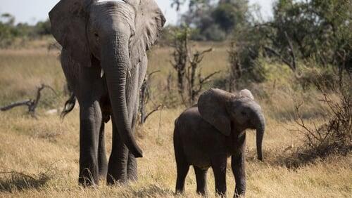 Naledi: One Little Elephant