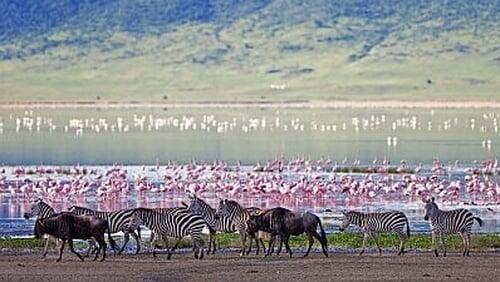 The Crater: Africa's Predator Paradise