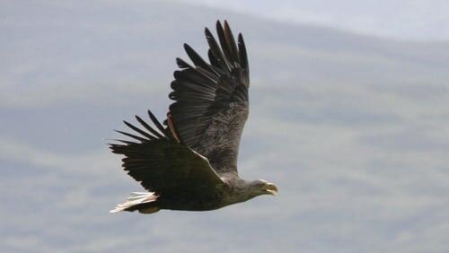 Eagles of Mull