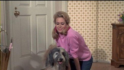 Samantha's Pet Warlock Samantha's Pet Warlock