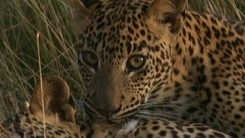 Leopard Hunters