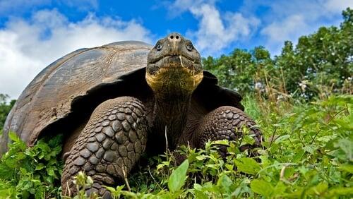 Galapagos: Islands of Change