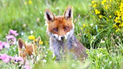 Wild Living in the Loire Valley