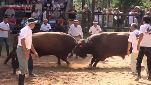 Togyu: The Spirit of Japanese Bullfighting