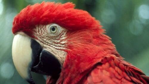 The Real Macaw