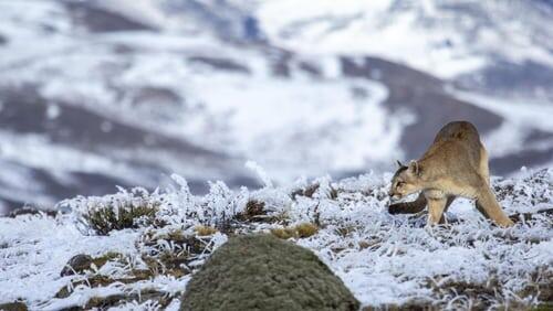 Pumas: Legends of the Ice Mountains