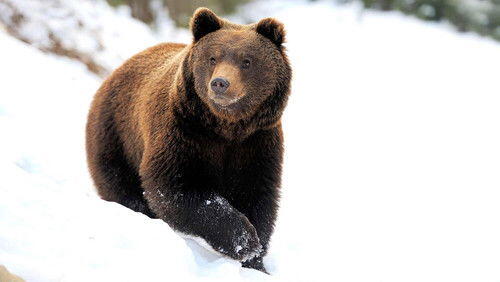 The Wildest Winter The Wildest Winter