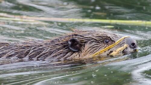 Beavers Behaving Badly