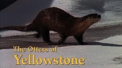 The Otters of Yellowstone