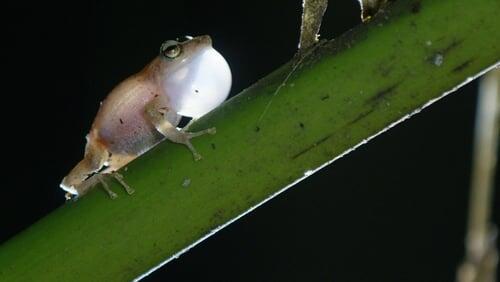 Puerto Rico: The Island That Rains Frogs