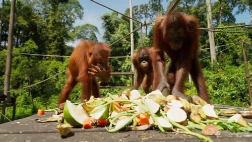 Orangutans