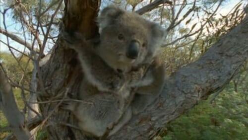 Gum Tree Country