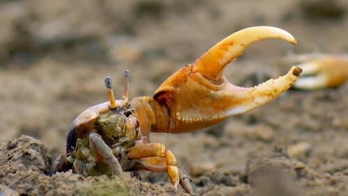 Curiosities of the Caribbean