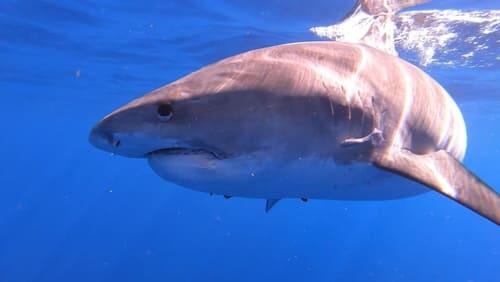 Sharks of Hawaii