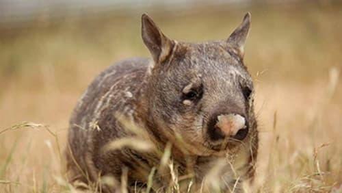 Realm of the Wombat