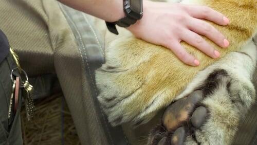 Tigers Day at the Dentist