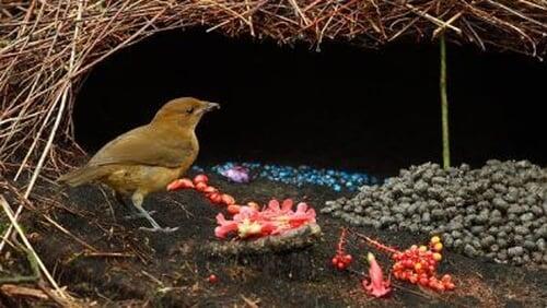 Bower Birds - The Art of Seduction