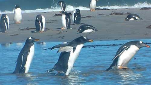 Falkland Islands: Penguin Paradise