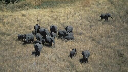 Kalahari: The Great Thirstland