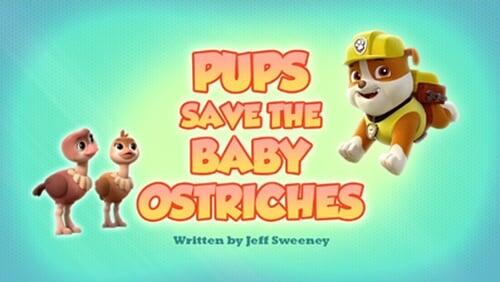 Pups Save The Baby Ostriches