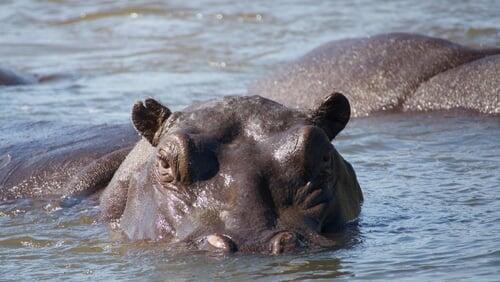 Hippos: Africa's River Giants