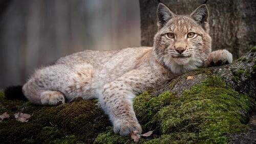 Forest Of The Lynx