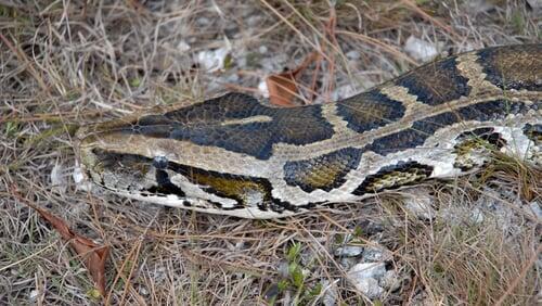 Invasion of the Giant Pythons