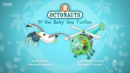 The Baby Sea Turtles