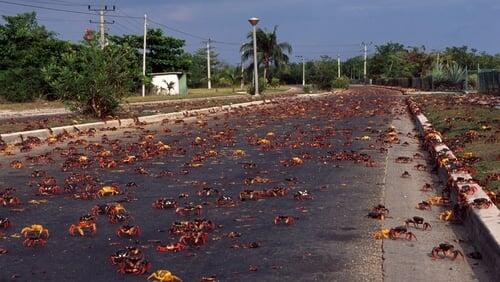 Cuba: Wild Island of the Caribbean