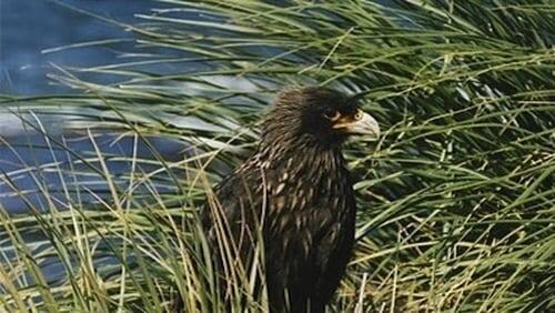 Falklands: Flying Devils