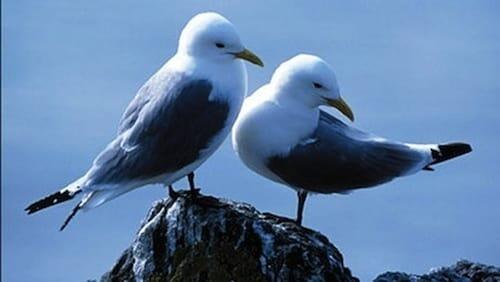 Saving Our Seabirds