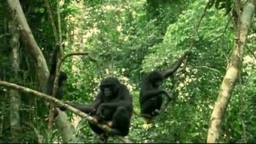 Bonobo, Missing in Action